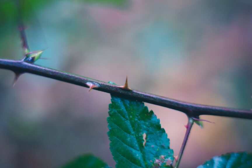 Die Rose und der Dornenstrauch