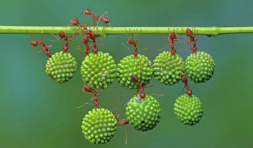Teamwork